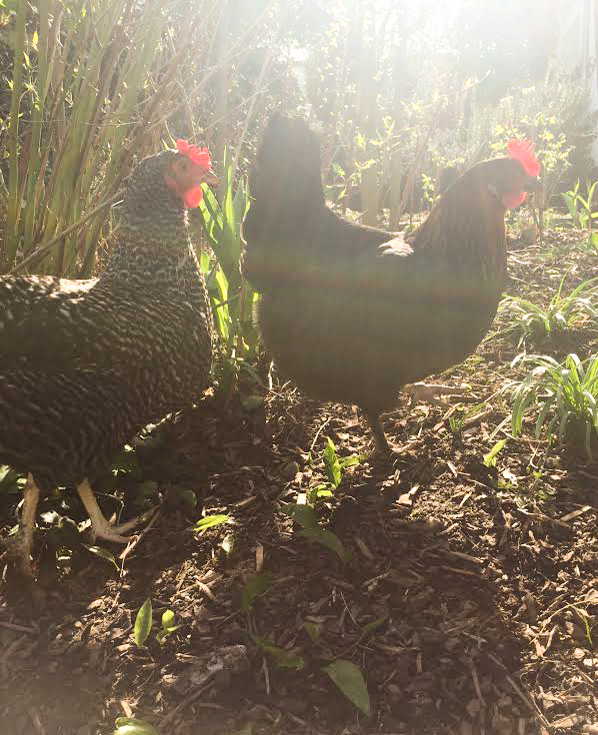 Familiengarten, Hühner halten