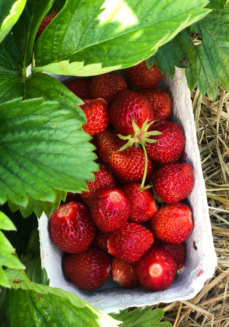 Erdbeeren, Erdbeerkuchen, bester Erdbeerkuchen, schnellster Erdbeerkuchen