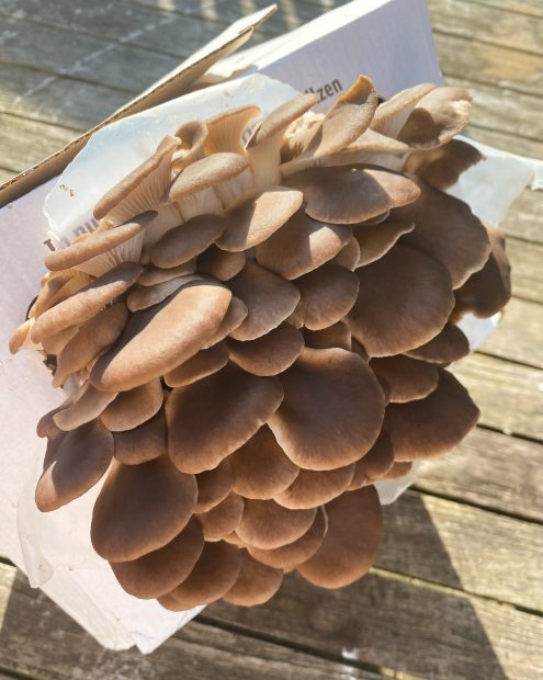 Hübsch hier in Daheimien: Die besten Ideen für Garten und Terrasse