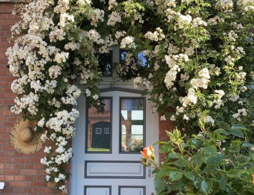 Bye, bye, Kletterrose: Über den Moment, in dem man es weiß